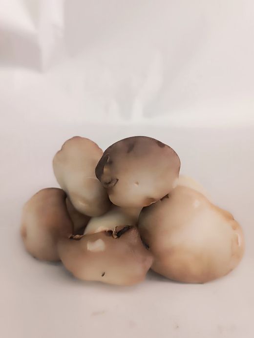 Oyster Mushroom (Eryngii)