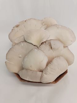 Seta de Ostra (Gírgola)