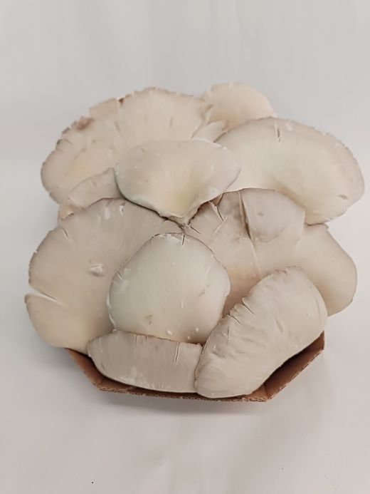 Seta de Ostra (Gírgola)