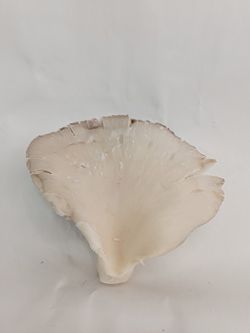 Seta de Ostra (Gírgola)
