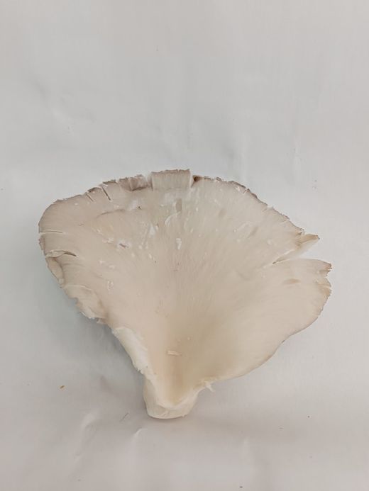 Oyster mushroom (Pleurotus ostreatus)