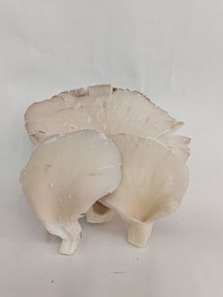 Seta de Ostra (Gírgola)