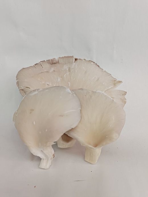 Oyster mushroom (Pleurotus ostreatus)