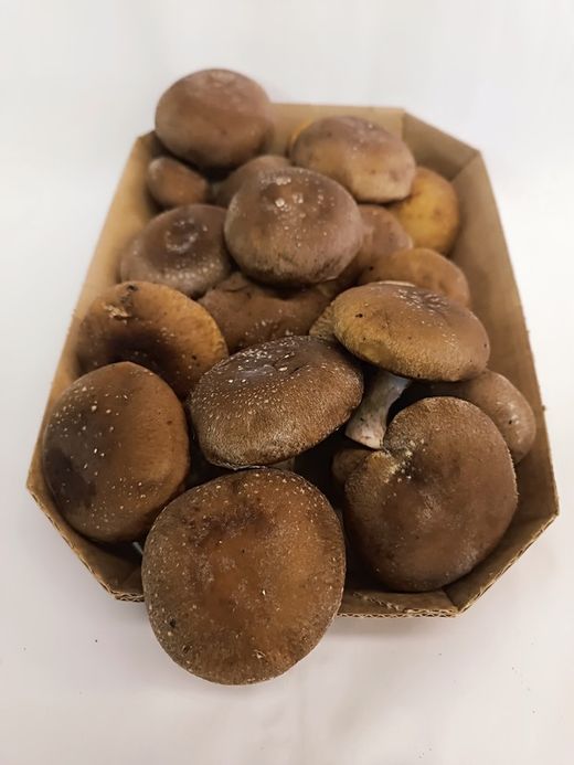 Shitake
