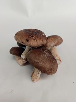 Shitake