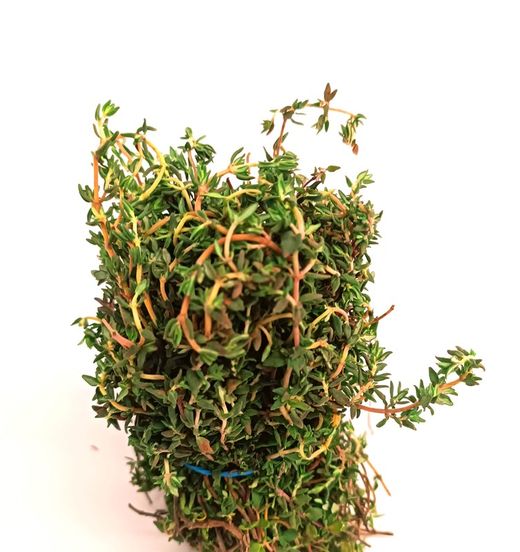 Thyme