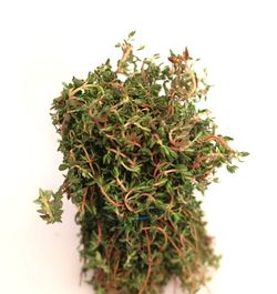 Thyme