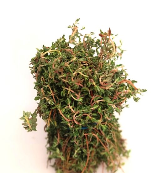 Thyme