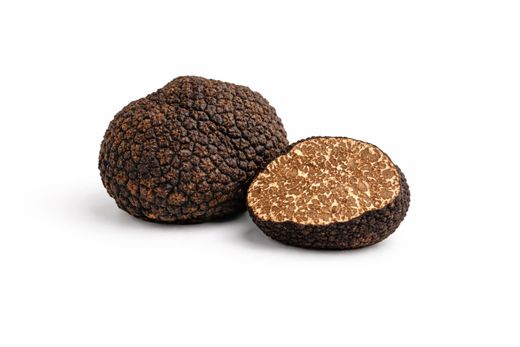 Trufa de otoño (Tuber uncinatum)