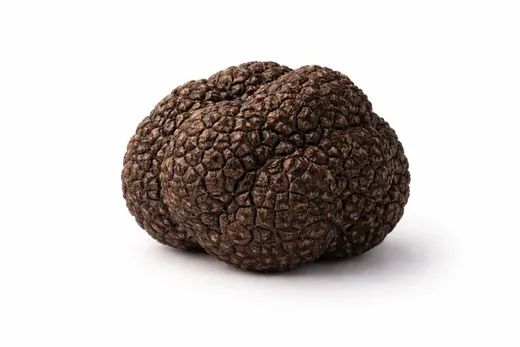 Trufa de verano (Tuber aestivum)